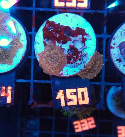 Discosoma Leopard (150)