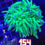 Euphyllia glabrescens Blueberry 3h (154)