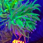 Euphyllia glabrescens toxic green 2h (154)