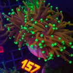 Euphyllia glabrescens indo gold 2h (157)