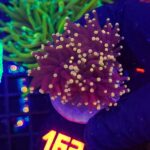 Euphyllia glabrescens Yellow Tip 3h (163)