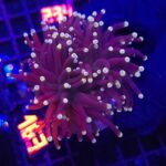 Euphyllia glabrescens Yellow Tip 3h (163)