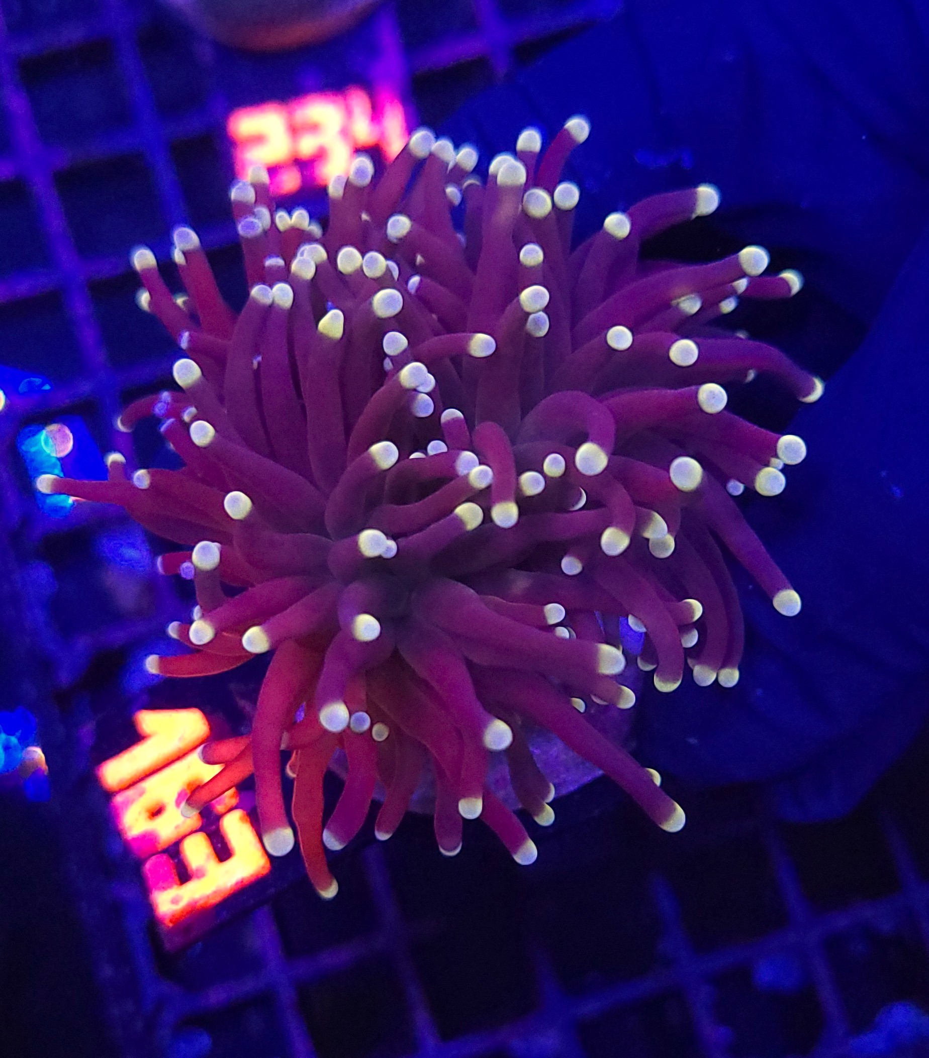 163 Euphyllia glabrescens Yellow Tip 3h (163) - obrazek 1