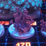 Goniopora lobata DARK MAGENTA (170)