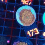 Discosoma Leopard (173)