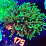 Euphyllia glabrescens dragon soul 2h (175)