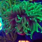 Euphyllia glabrescens dragon soul 2h (175)