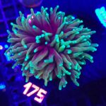 Euphyllia glabrescens dragon soul 3h (175)