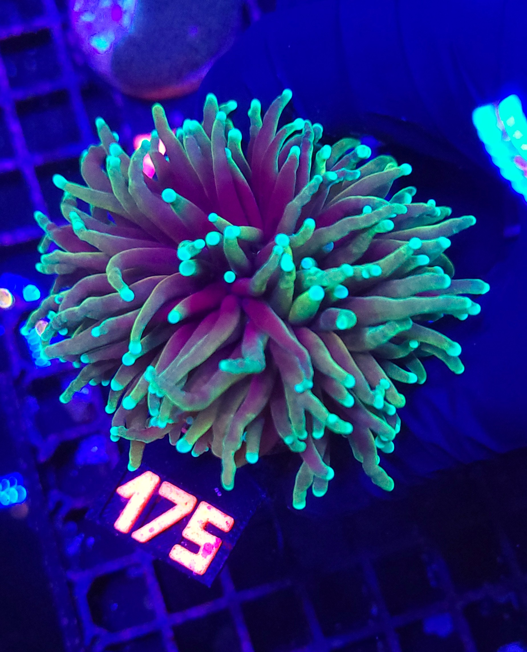 175 Euphyllia glabrescens dragon soul 3h (175) - obrazek 1