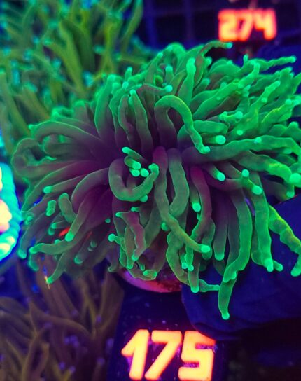 Euphyllia glabrescens dragon soul 2h (175)