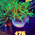 Euphyllia glabrescens Hellfire 2h (176)