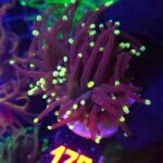Euphyllia glabrescens Purple Lemon Tip 2h (178)