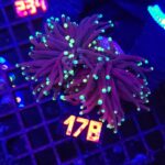 Euphyllia glabrescens Purple Lemon Tip 2h (178)