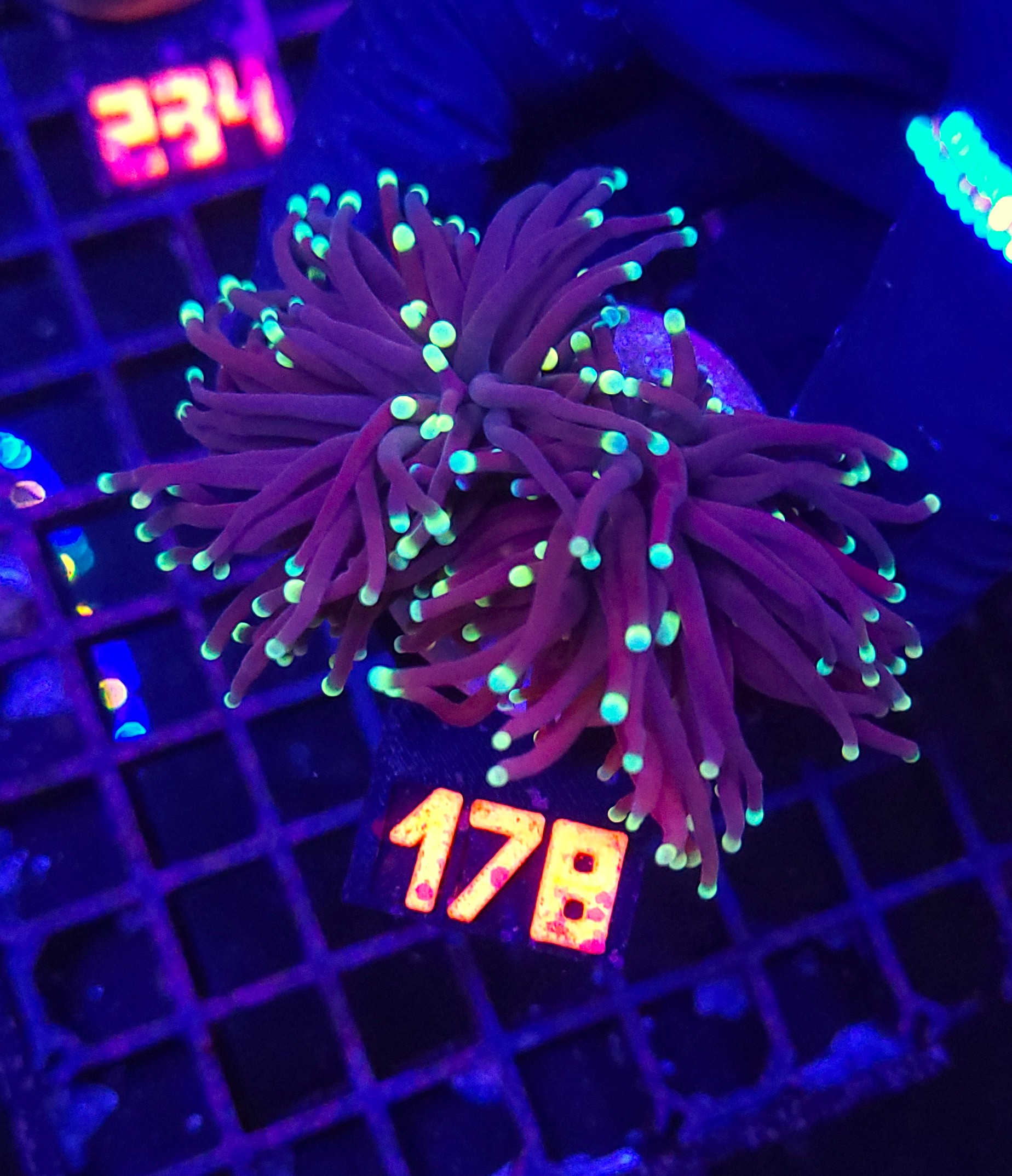 178 Euphyllia glabrescens Purple Lemon Tip 2h (178) - obrazek 1
