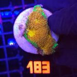 Acanthastrea Gold&Green (183)