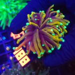 Euphyllia glabrescens indo gold 1h (188)
