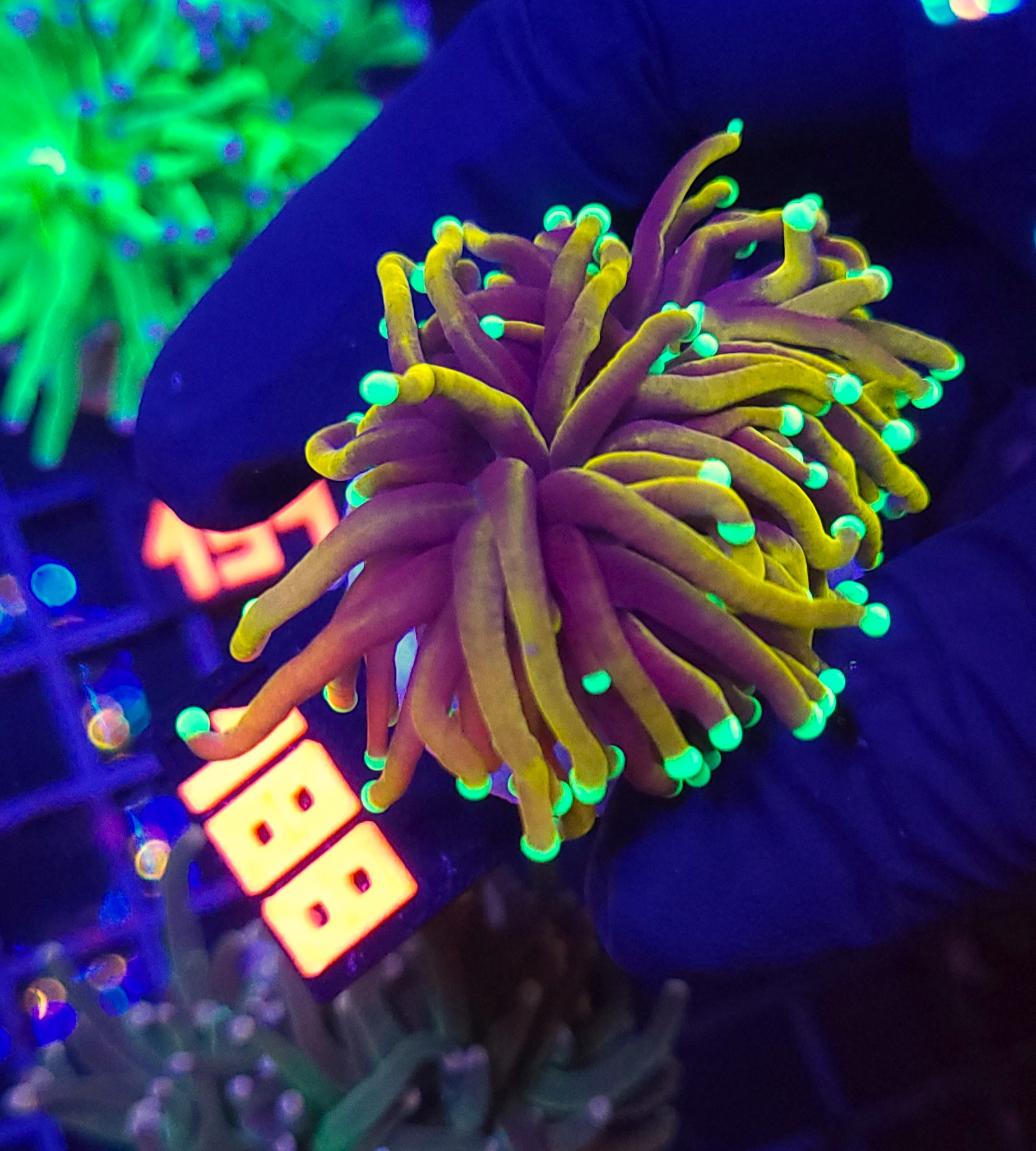 188 Euphyllia glabrescens indo gold 1h (188) - obrazek 1