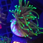 Euphyllia glabrescens dragon soul 1h (188)