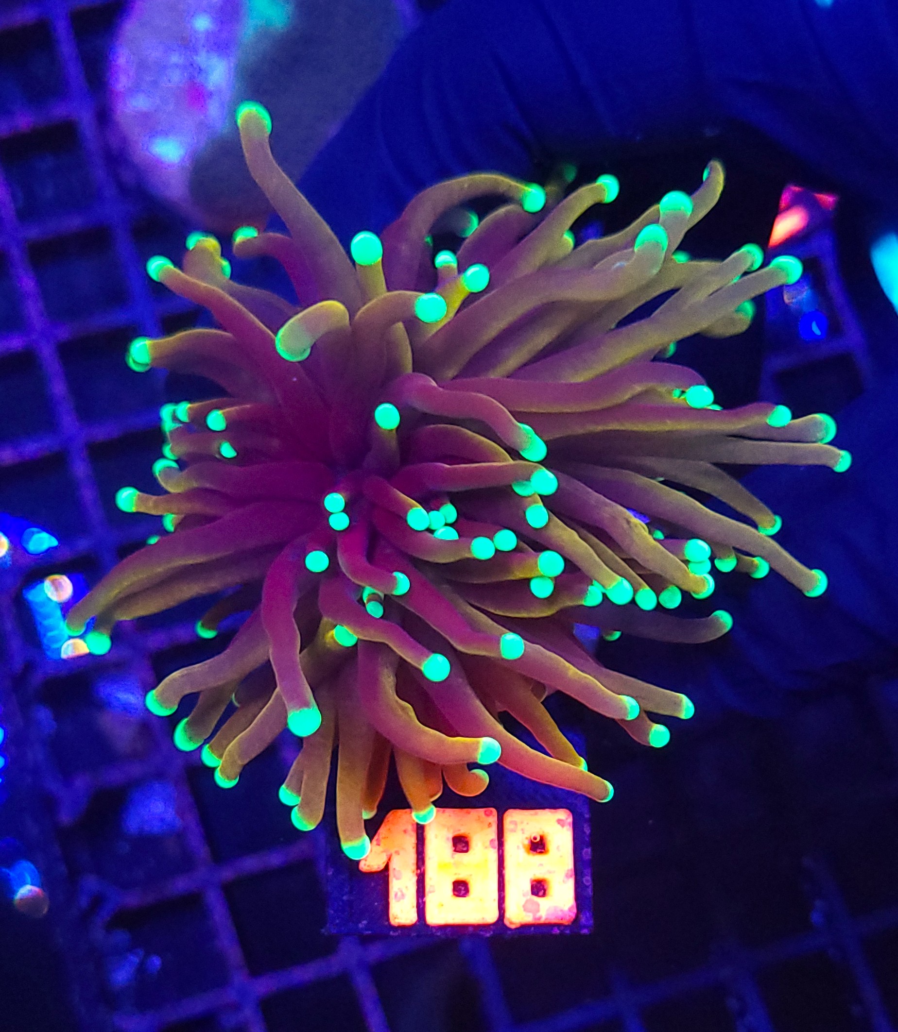 188 Euphyllia glabrescens indo gold 2h (188) - obrazek 1