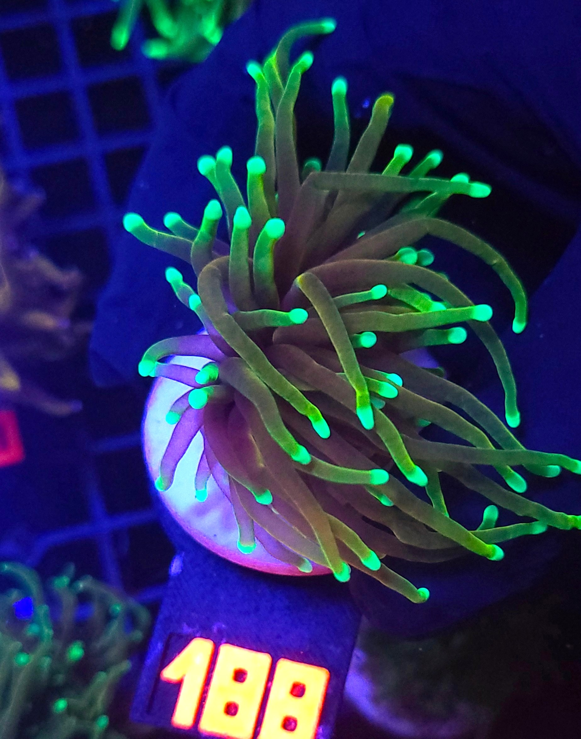 188 Euphyllia glabrescens dragon soul 1h (188) - obrazek 1