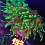 Euphyllia glabrescens Hellfire 2h (193)