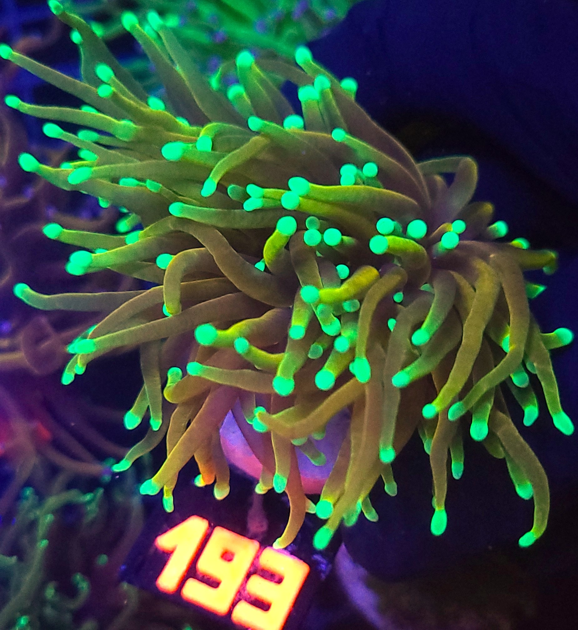 193 Euphyllia glabrescens Hellfire 2h (193) - obrazek 1