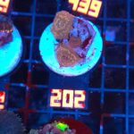 Discosoma Leopard (202)