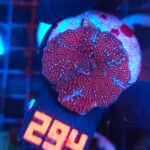 Discosoma Ruby Red (294)