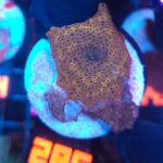 Discosoma Leopard (286)
