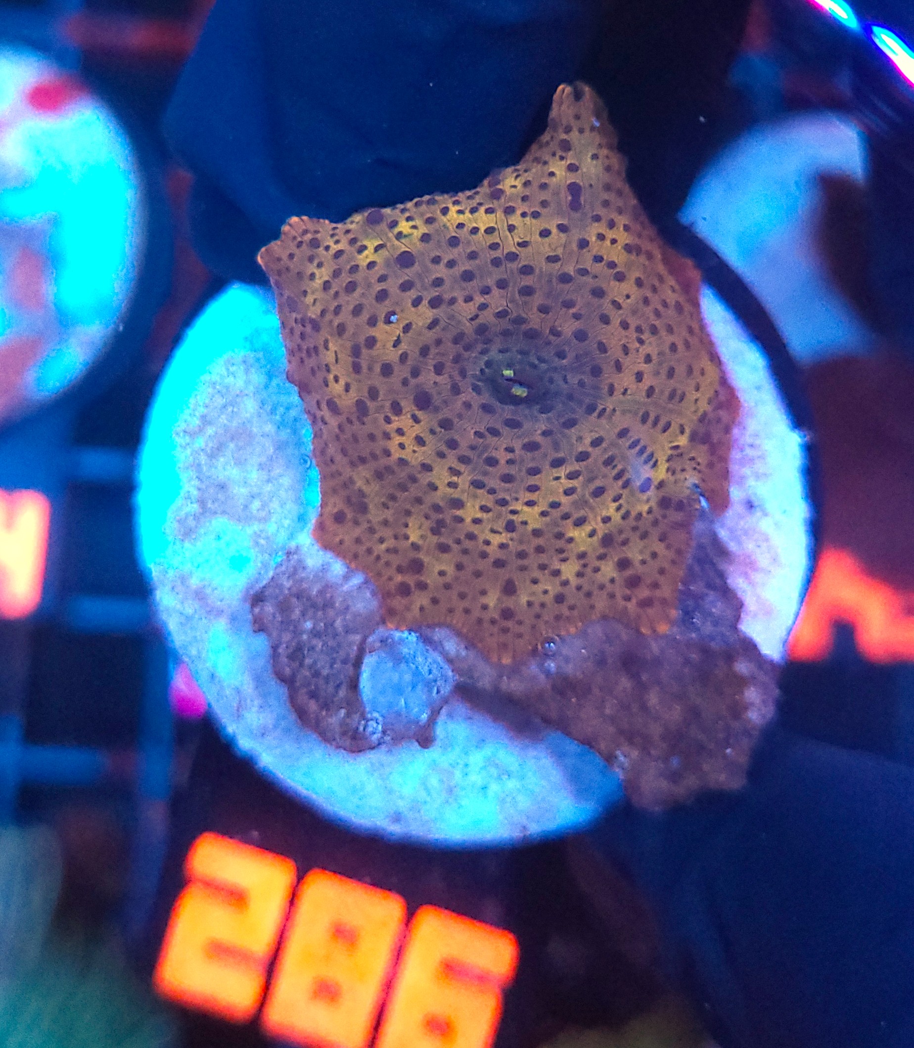 20260903_141546 Discosoma Leopard (286) - obrazek 1