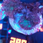 Rhodactis indosinensis Lavender Hair (289)