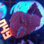 Discosoma Ruby Red (049)