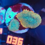 Rhodactis Green - Orange Rim (036)