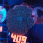 Rhodactis inchoata (409)
