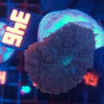 Rhodactis inchoata (346)
