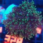Rhodactis indosinensis Green Hair (328)
