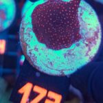 Discosoma Ruby Red (172)