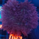 Rhodactis indosinensis Lavender Hair (083)