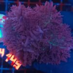 Rhodactis indosinensis Lavender Hair (149) XL