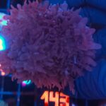 Rhodactis indosinensis Lavender Hair (143) XL