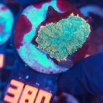 Rhodactis Green - Orange Rim (099)