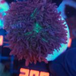 Rhodactis indosinensis Lavender Hair (309)