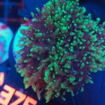 Rhodactis indosinensis Green Hair (376)