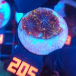 Discosoma watermelon (205)