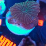 Discosoma watermelon (404)