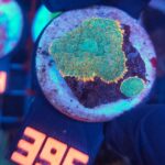 Rhodactis Green - Orange Rim (396)