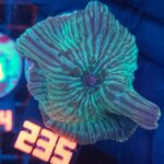 Discosoma watermelon (235) L