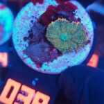 Rhodactis Green - Orange Rim (038)