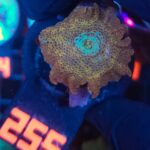 Discosoma Leopard (255)