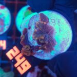 Discosoma watermelon (249)